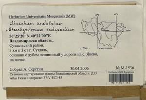 Atrichum undulatum (Hedw.) P. Beauv., Bryophytes, Bryophytes - Middle Russia (B6) (Russia)
