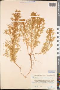 Artemisia austriaca Jacq., Eastern Europe, North Ukrainian region (E11) (Ukraine)