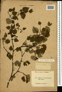 Betula pubescens var. litwinowii (Doluch.) Ashburner & McAll., Caucasus, Krasnodar Krai & Adygea (K1a) (Russia)