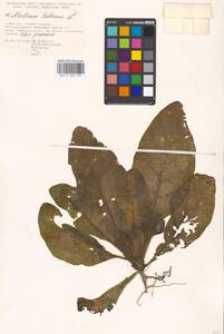Nicotiana tabacum L., Eastern Europe, Moscow region (E4a) (Russia)