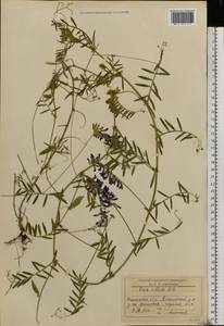 Vicia villosa Roth, Eastern Europe, South Ukrainian region (E12) (Ukraine)