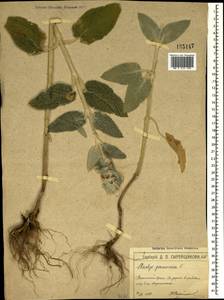 Stachys germanica L., Crimea (KRYM) (Russia)