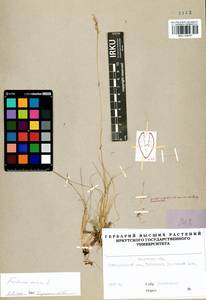 Festuca ovina L., Siberia, Baikal & Transbaikal region (S4) (Russia)
