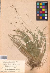 Carex umbrosa × sabynensis, Eastern Europe, Eastern region (E10) (Russia)