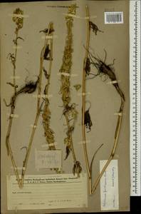 Delphinium szowitsianum Boiss., Caucasus, Azerbaijan (K6) (Azerbaijan)