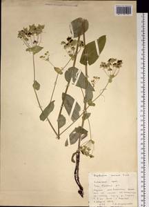 Bupleurum aureum Fisch., Siberia, Altai & Sayany Mountains (S2) (Russia)