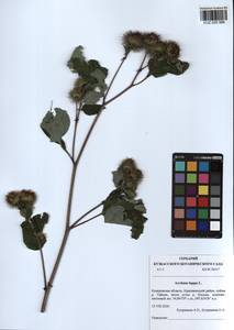 Arctium lappa L., Siberia, Altai & Sayany Mountains (S2) (Russia)