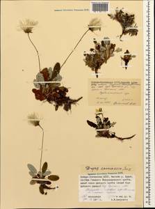 Dryas octopetala subsp. octopetala, Caucasus, North Ossetia, Ingushetia & Chechnya (K1c) (Russia)