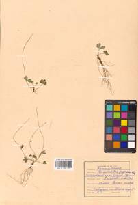 Ranunculus pygmaeus Wahlenb., Siberia, Russian Far East (S6) (Russia)