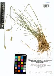 Agropyron desertorum (Fisch. ex Link) Schult., Siberia, Baikal & Transbaikal region (S4) (Russia)