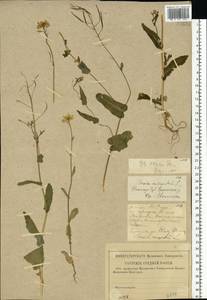 Brassica rapa subsp. sylvestris (L.) Janch., Eastern Europe, Volga-Kama region (E7) (Russia)