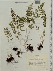 Cystopteris fragilis, Siberia, Altai & Sayany Mountains (S2) (Russia)