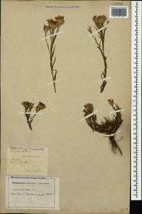 Dianthus pseudarmeria M. Bieb., Caucasus, Stavropol Krai, Karachay-Cherkessia & Kabardino-Balkaria (K1b) (Russia)