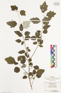 Populus alba L., Eastern Europe, Central region (E4) (Russia)