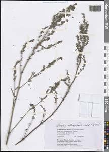 Atriplex oblongifolia Waldst. & Kit., Eastern Europe, Lower Volga region (E9) (Russia)