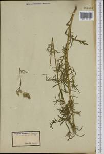 Crupina vulgaris (Pers.) Cass., Western Europe (EUR) (Not classified)