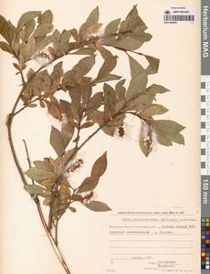 Salix pseudopentandra (Flod.) Flod., Siberia, Chukotka & Kamchatka (S7) (Russia)