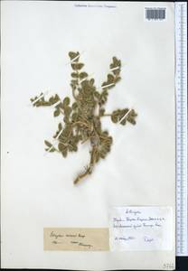 Astragalus eximius Bunge, Middle Asia, Pamir & Pamiro-Alai (M2) (Uzbekistan)