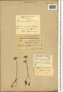 Allium rubellum M.Bieb., Caucasus, Azerbaijan (K6) (Azerbaijan)