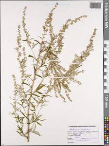 Artemisia vulgaris L., Eastern Europe, Belarus (E3a) (Belarus)