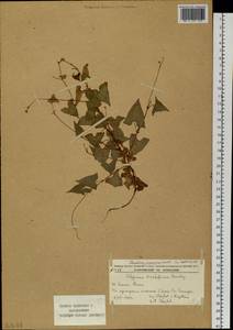 Persicaria senticosa (Meisn.) H. Gross, Siberia, Russian Far East (S6) (Russia)