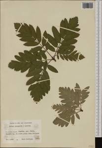 Sorbus aucuparia L., Western Europe (EUR) (Finland)