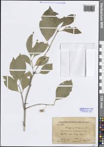 Euonymus europaeus L., Eastern Europe, Central forest-and-steppe region (E6) (Russia)