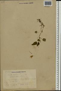 Viola canina L., Eastern Europe, Volga-Kama region (E7) (Russia)