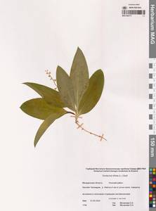 Maianthemum trifolium (L.) Sloboda, Siberia, Chukotka & Kamchatka (S7) (Russia)