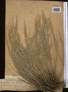 Artemisia juncea Kar. & Kir., Middle Asia, Western Tian Shan & Karatau (M3) (Kazakhstan)