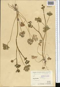 Ranunculus muricatus L., Middle Asia, Pamir & Pamiro-Alai (M2) (Uzbekistan)
