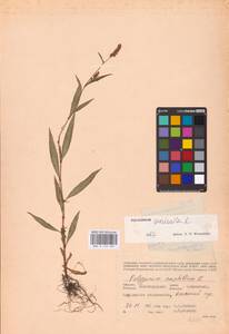 Persicaria maculosa Gray, Eastern Europe, Lower Volga region (E9) (Russia)