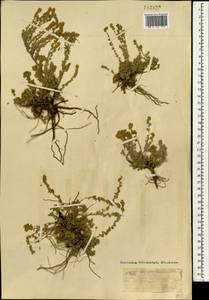 Artemisia frigida Willd., Mongolia (MONG) (Mongolia)