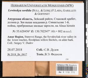 Lewinskya sordida (Sull. & Lesq.) F. Lara, Garilleti & Goffinet, Bryophytes, Bryophytes - Russian Far East (excl. Chukotka & Kamchatka) (B20) (Russia)