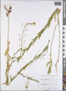 Camelina microcarpa subsp. pilosa (DC.) Jáv., Eastern Europe, Rostov Oblast (E12a) (Russia)