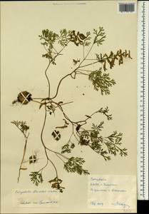 Corydalis buschii Nakai, South Asia, South Asia (Asia outside ex-Soviet states and Mongolia) (ASIA) (North Korea)