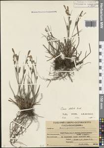 Carex diluta M.Bieb., Caucasus, North Ossetia, Ingushetia & Chechnya (K1c) (Russia)