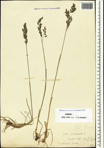 Poa pratensis L., Caucasus, Armenia (K5) (Armenia)