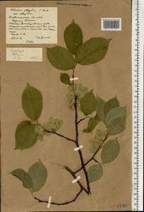 Ulmus glabra subsp. glabra, Eastern Europe, Central region (E4) (Russia)