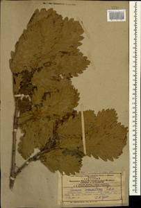 Quercus macranthera Fisch. & C.A.Mey. ex Hohen., Caucasus, Armenia (K5) (Armenia)