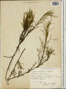 Artemisia arenaria DC., Caucasus, Dagestan (K2) (Russia)