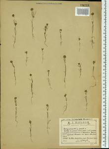 Plantago arenaria Waldst. & Kit., Eastern Europe, Central region (E4) (Russia)