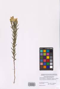 Linaria biebersteinii Besser, Eastern Europe, Lower Volga region (E9) (Russia)