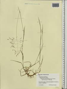 Agrostis vinealis Schreb., Eastern Europe, Western region (E3) (Russia)