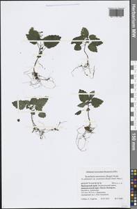 Scutellaria pekinensis var. ussuriensis (Regel) Hand.-Mazz., Siberia, Russian Far East (S6) (Russia)