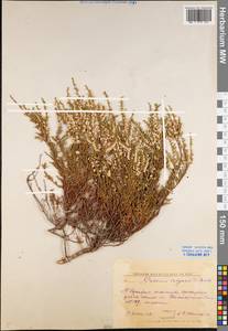 Calluna vulgaris (L.) Hull, Eastern Europe, Central forest region (E5) (Russia)