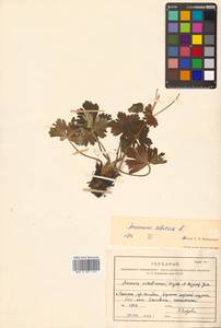 Anemonastrum narcissiflorum subsp. crinitum (Juz.) Raus, Siberia, Russian Far East (S6) (Russia)