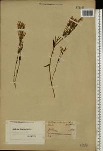 Centaurium erythraea Rafn, Eastern Europe, North Ukrainian region (E11) (Ukraine)