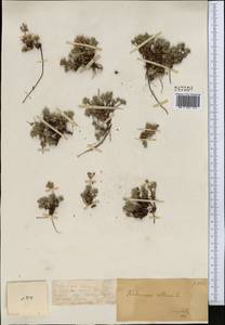 Androsace villosa var. dasyphylla (Bunge) Kar. & Kir., Middle Asia, Dzungarian Alatau & Tarbagatai (M5) (Kazakhstan)
