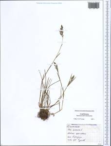 Poa annua L., Caucasus, Azerbaijan (K6) (Azerbaijan)